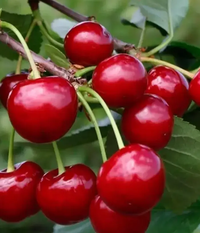Sour Cherry (Prunus cerasus) SHALUNYA - Tutifruti, s.r.o.