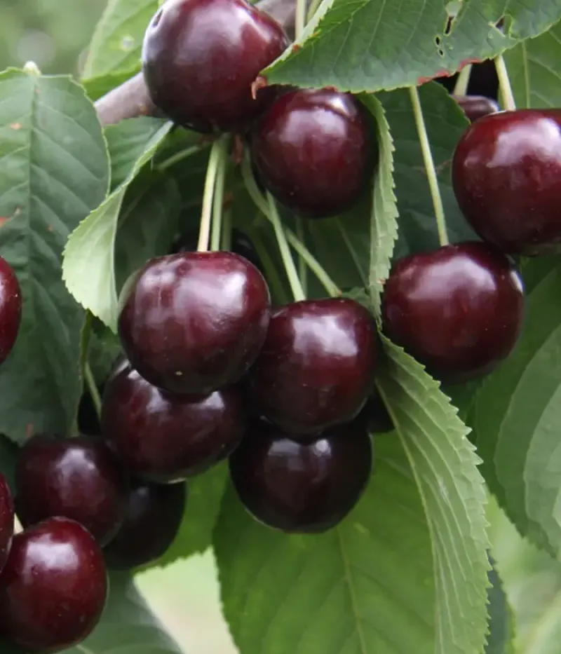 Čerešňa (Prunus avium) SWEETHEART - Tutifruti, s.r.o.