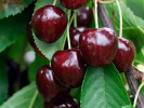 BIO Čerešňa AROMA SPUR SÄULENSÜßKIRSCHE DUNKELROT (stĺpová) - Tutifruti SK BIO Čerešňa AROMA SPUR SÄULENSÜßKIRSCHE DUNKELROT (stĺpová) - Tutifruti SK