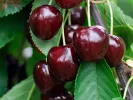 BIO AROMA SPUR SÄULENSÜßKIRSCHE DUNKELROT - Tutifruti SK