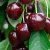 Cherry and Sour Cherry Trees