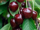BIO Columnar Sweet Cherry SYLVIA