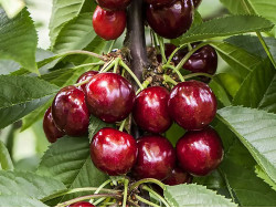 Sweet Cherry (Prunus avium) SYLVIA