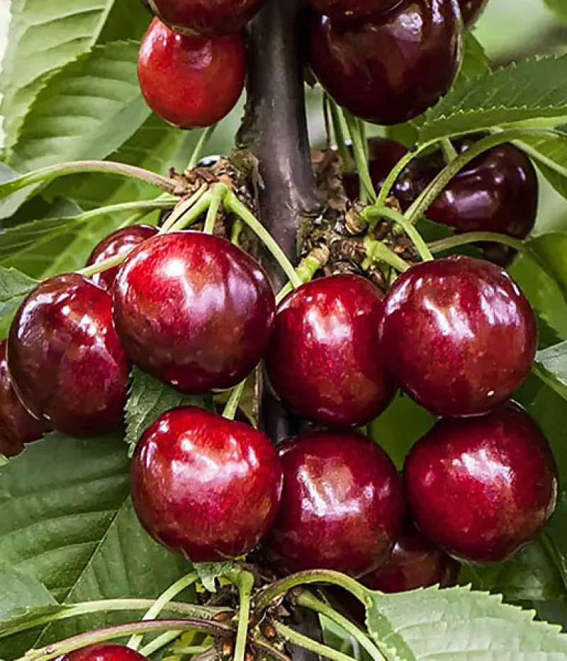 Sweet Cherry (Prunus avium) SYLVIA - Tutifruti SK