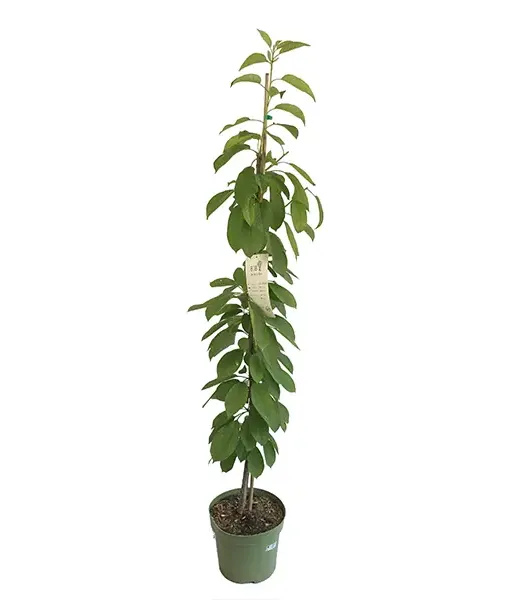 BIO AROMA SPUR SÄULENSÜßKIRSCHE DUNKELROT - Tutifruti SK