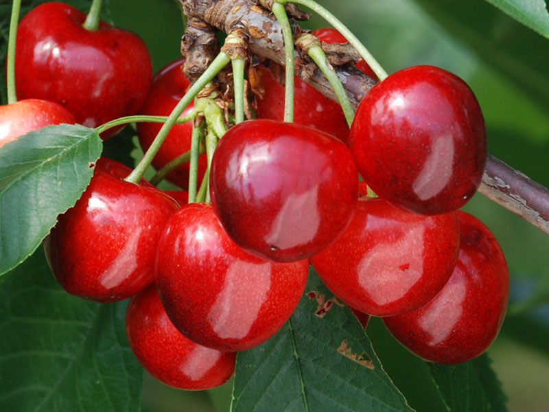 Čerešňa (Prunus avium) TAMARA