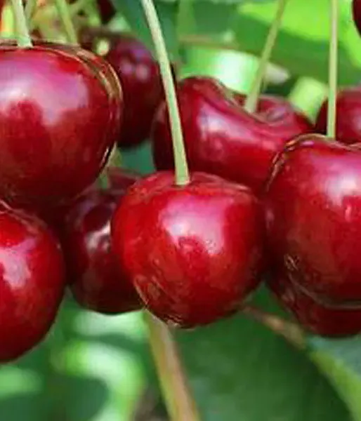 Süßkirsche (Prunus avium) TAMARA