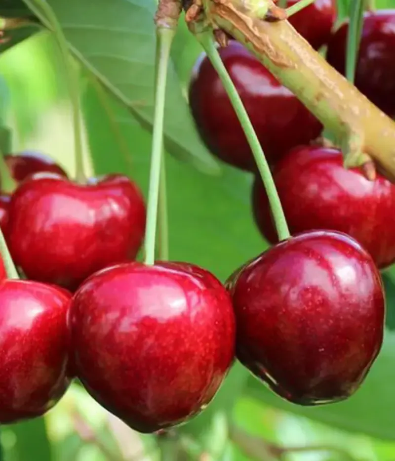 Čerešňa (Prunus avium) TAMARA - Tutifruti, s.r.o.