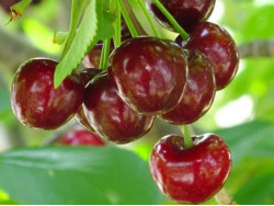 Sweet Cherry (Prunus avium) VICTORIA