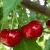 Duke cherries