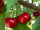 Sweet Cherry x Sour Cherry VSTRECHA