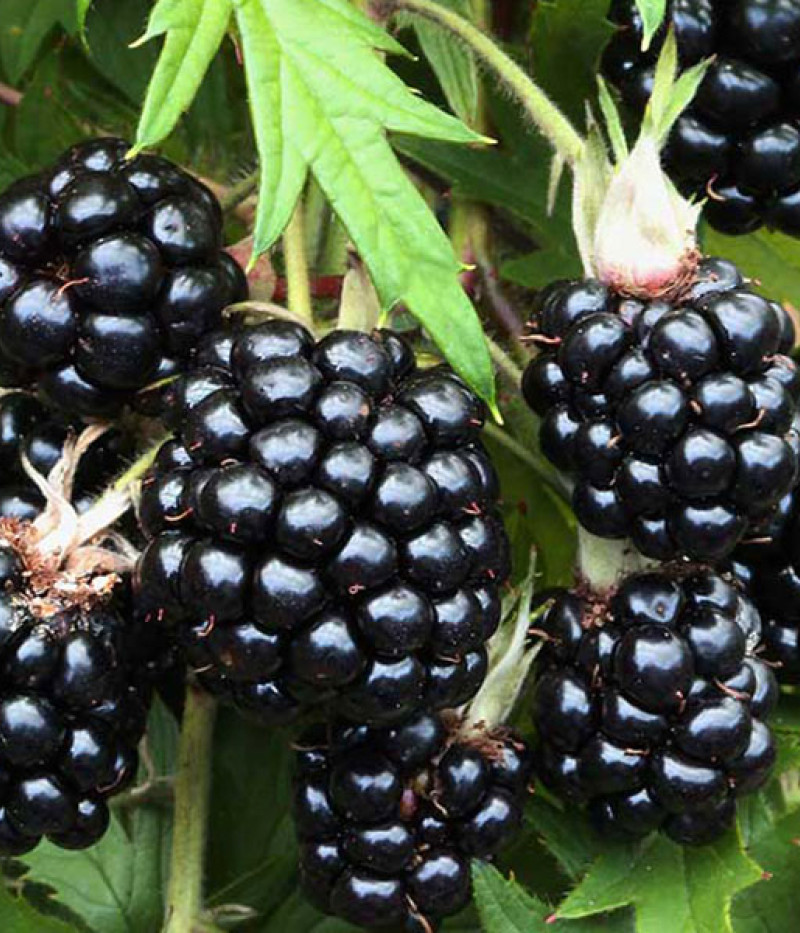 Bio Černica (Rubus fruticosus) THORNLESS EVERGREEN - Tutifruti SK