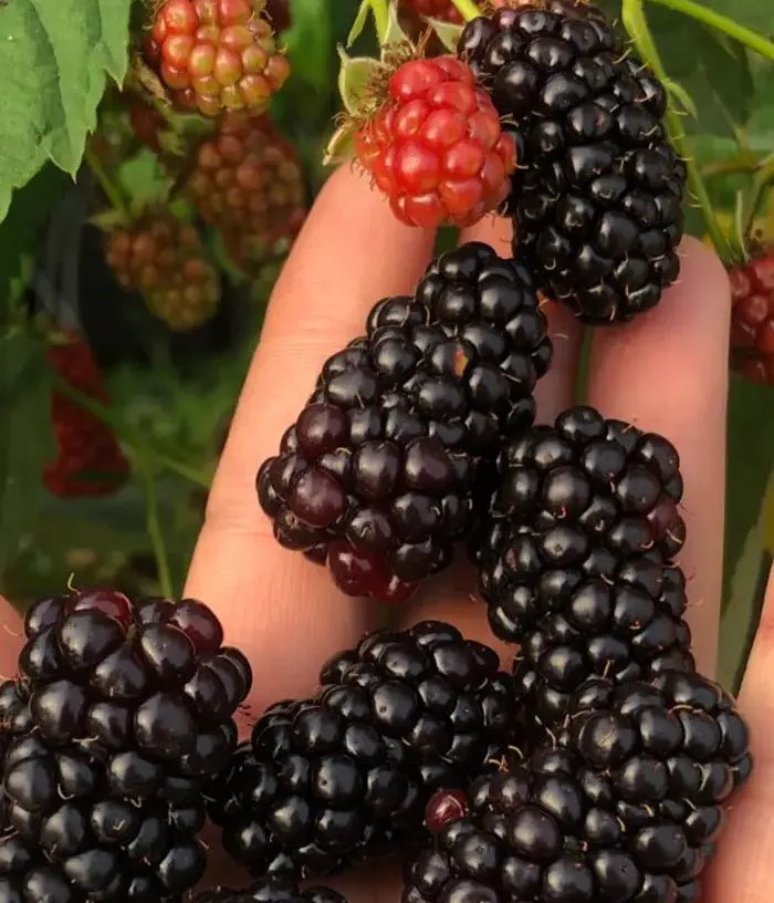 Blackberry (Rubus fruticosus) MARYNA PBR - Tutifruti, s.r.o.
