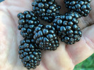 Černica (Rubus fruticosus) BLACK SATIN - Tutifruti SK Černica (Rubus fruticosus) BLACK SATIN - Tutifruti SK