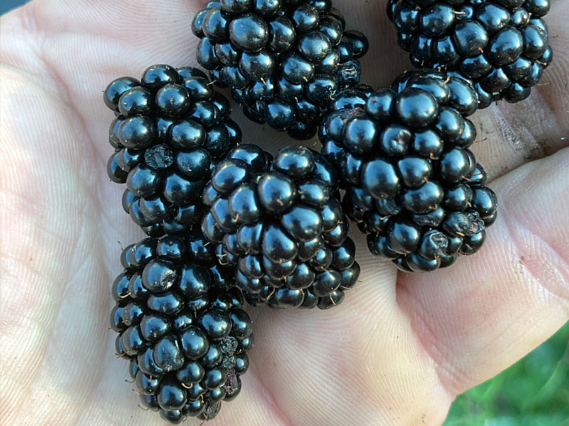 Blackberry (Rubus fruticosus) ASTERINA Blackberry (Rubus fruticosus) ASTERINA