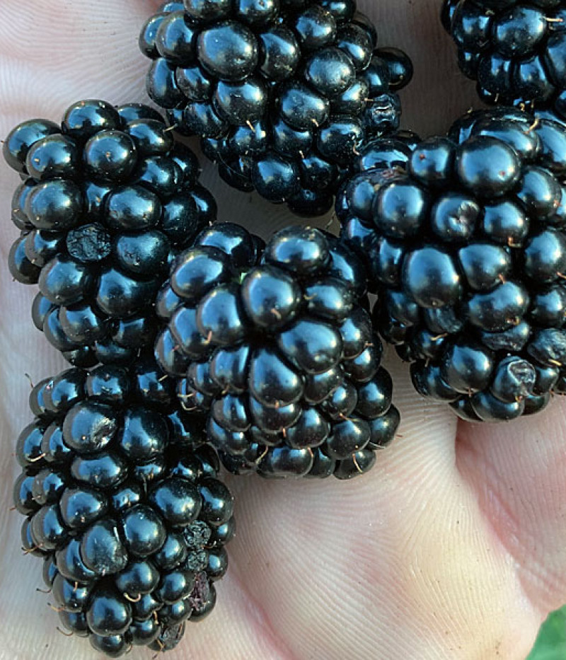 Černica (Rubus fruticosus) ARAPAHO - Tutifruti, s.r.o. (SK)