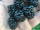 Blackberry (Rubus fruticosus) ASTERINA