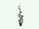Brombeere (Rubus fruticosus) ARAPAHO - Tutifruti, s.r.o. (SK)