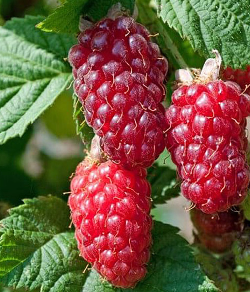 Malinočernica ( Rubus x tayberry) BUCKINGHAM TAYBERRY - Tutifruti SK