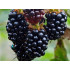 Blackberry (Rubus fruticosus) BLACK SATIN