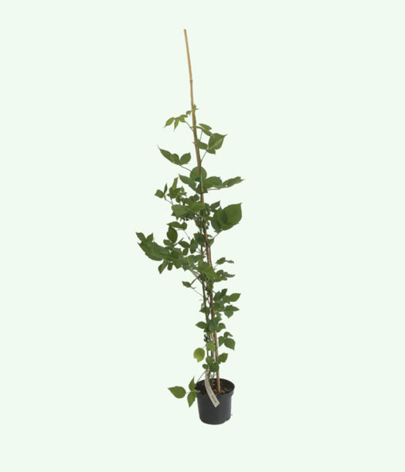 Blackberry (Rubus fruticosus) BLACK SATIN - Tutifruti SK