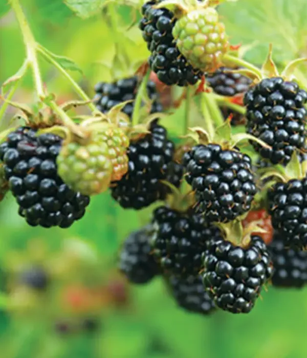 Černica (Rubus fruticosus) OUACHITA