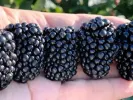 Černica (Rubus fruticosus) NATCHEZ