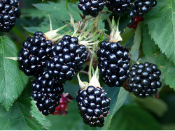 Blackberry (Rubus fruticosus) CHESTER