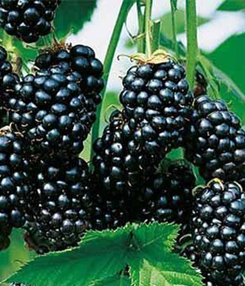 Černica (Rubus fruticosus) GLORIA - Tutifruti SK