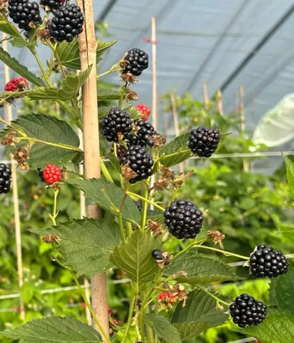 Blackberry (Rubus fruticosus) JUHAS PBR