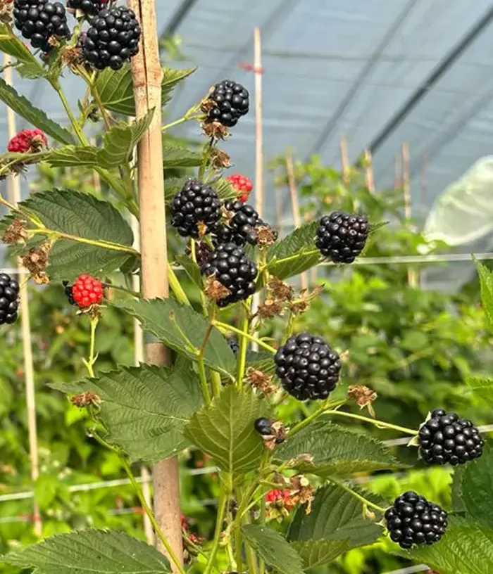 Blackberry (Rubus fruticosus) JUHAS PBR - Tutifruti, s.r.o.