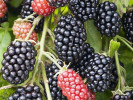 Bio Blackberry (Rubus fruticosus) THORNFREE - Tutifruti SK