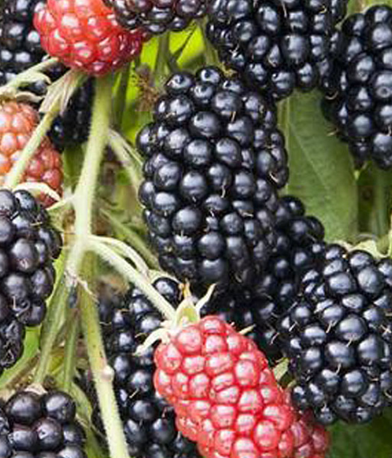 Bio Blackberry (Rubus fruticosus) THORNFREE - Tutifruti SK