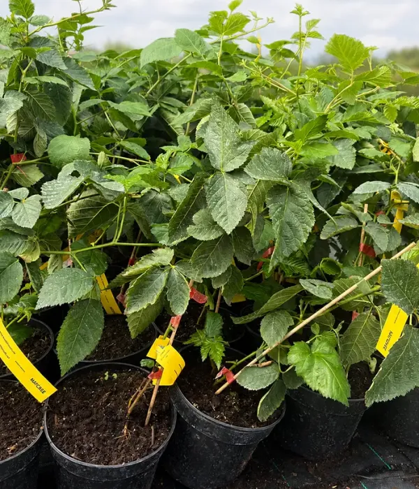 Černica (Rubus fruticosus) NATCHEZ