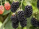 Černica (Rubus fruticosus) NAVAHO - Tutifruti SK