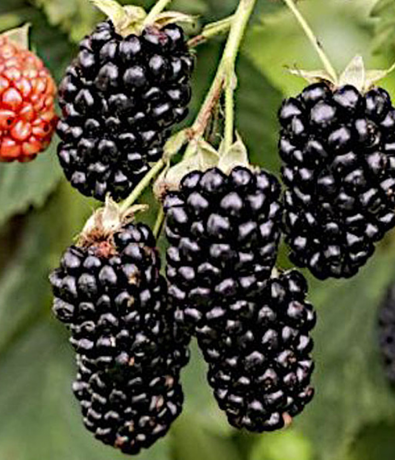 Černica (Rubus fruticosus) NAVAHO - Tutifruti SK