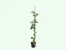 Černica (Rubus fruticosus) NAVAHO - Tutifruti SK