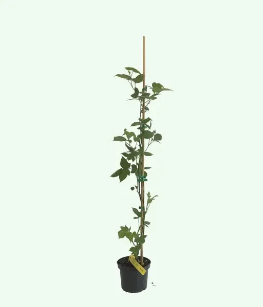 Černica (Rubus fruticosus) NAVAHO