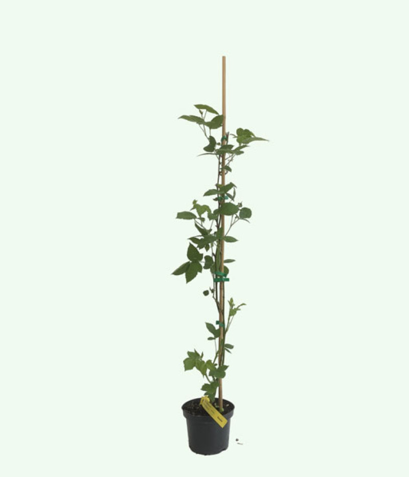 Černica (Rubus fruticosus) NAVAHO - Tutifruti SK