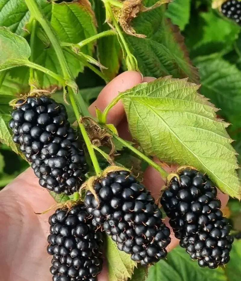Černica (Rubus fruticosus) RELEVANT PBR - Tutifruti, s.r.o.