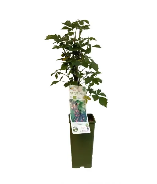 Bio Černica (Rubus fruticosus) THORNFREE