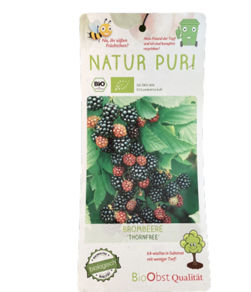 Bio Blackberry (Rubus fruticosus) THORNFREE - Tutifruti SK