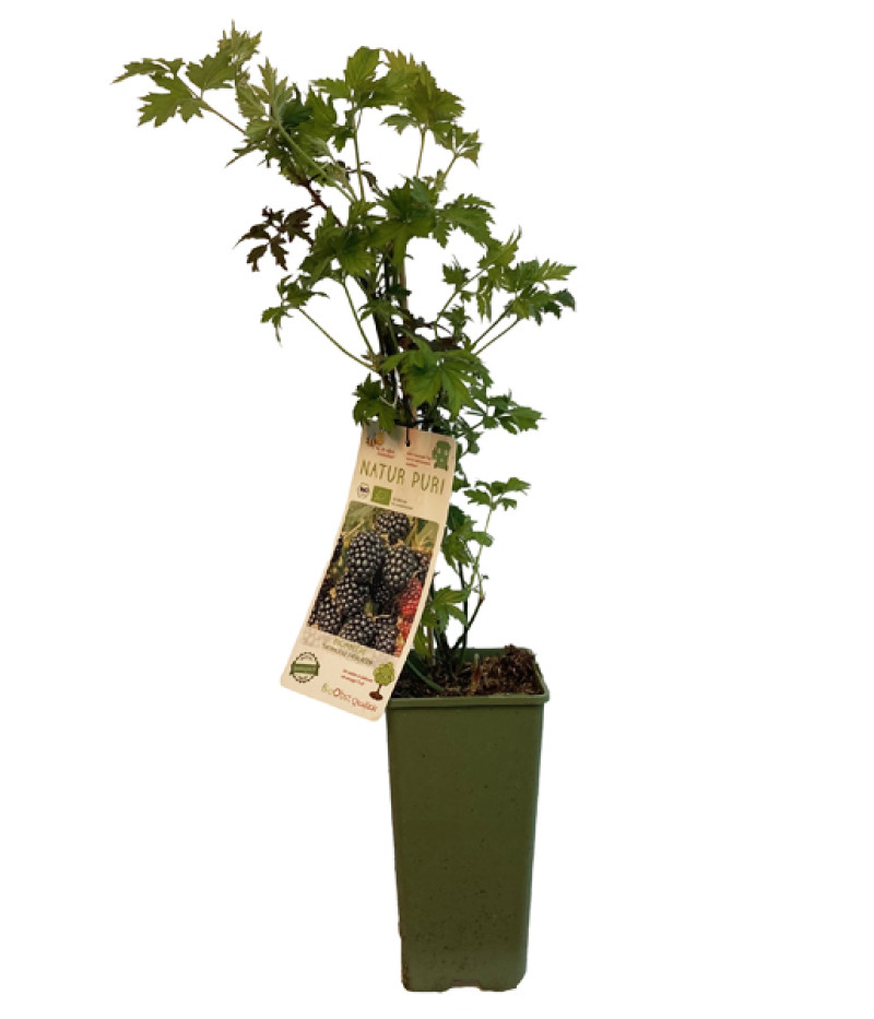 Bio Černica (Rubus fruticosus) THORNLESS EVERGREEN - Tutifruti SK