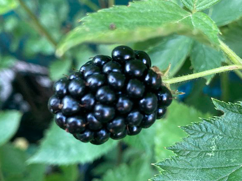 Černica (Rubus fruticosus) TRIPLE CROWN