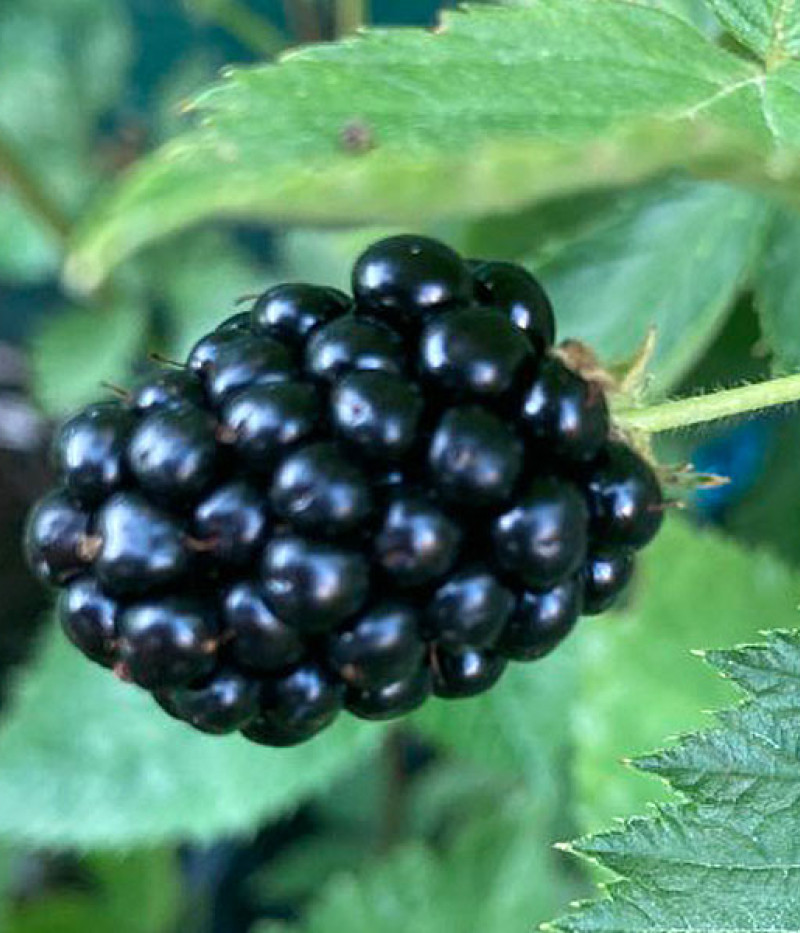 Černica (Rubus fruticosus) TRIPLE CROWN - Tutifruti SK
