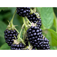 Blackberry (Rubus fruticosus) TRIPLE CROWN