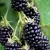 Blackberries to order