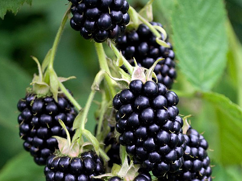 Černica (Rubus fruticosus) TRIPLE CROWN