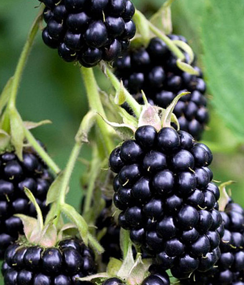 Černica (Rubus fruticosus) TRIPLE CROWN - Tutifruti SK