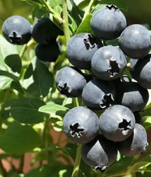 PBR Blueberry (V. corymbosum x V. angustifolium x V. uliginosum) ALVAR